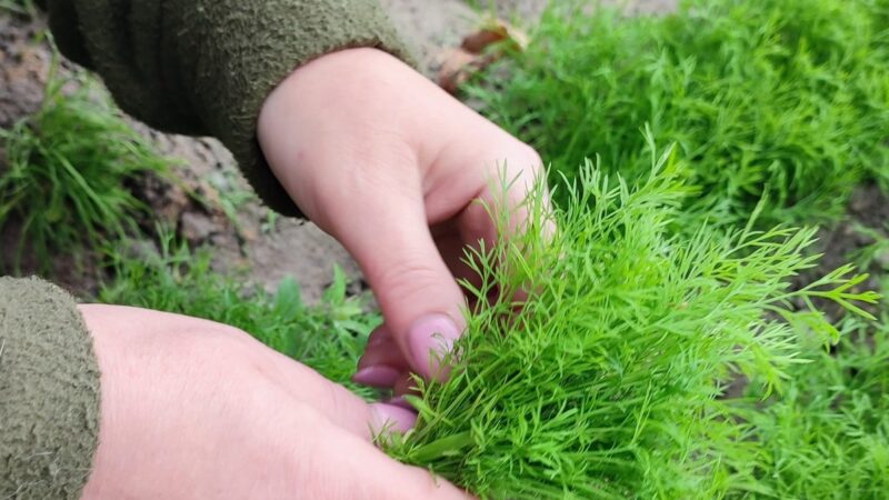 Krapų netrūks iki pat rudens: viskas prasideda nuo vienos paprastos sėjos gudrybės