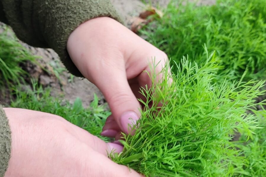 Krapų netrūks iki pat rudens: viskas prasideda nuo vienos paprastos sėjos gudrybės