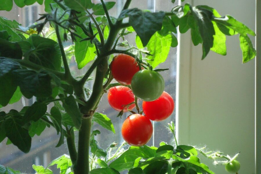 Viena tabletė gali nustebinti: sužinokite, kodėl sodininkai laisto pomidorus aspirinu