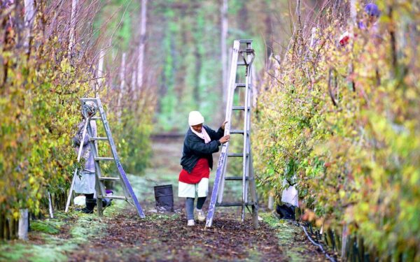 Šie vaismedžiai puikiai tinka Lietuvos sodams: derlius džiugina net po šalto pavasario