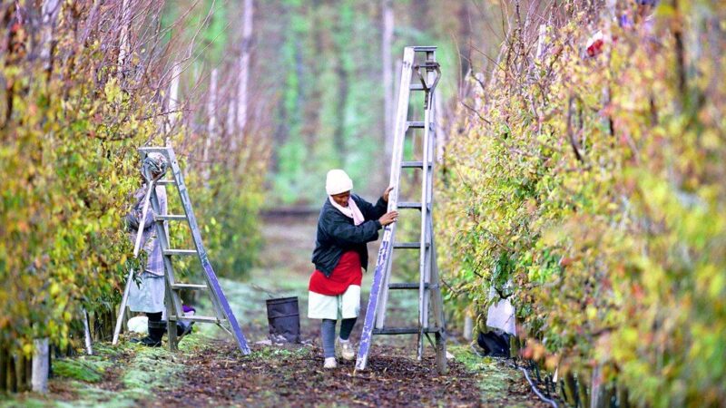 Šie vaismedžiai puikiai tinka Lietuvos sodams: derlius džiugina net po šalto pavasario