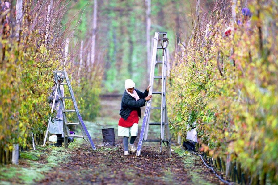 Šie vaismedžiai puikiai tinka Lietuvos sodams: derlius džiugina net po šalto pavasario