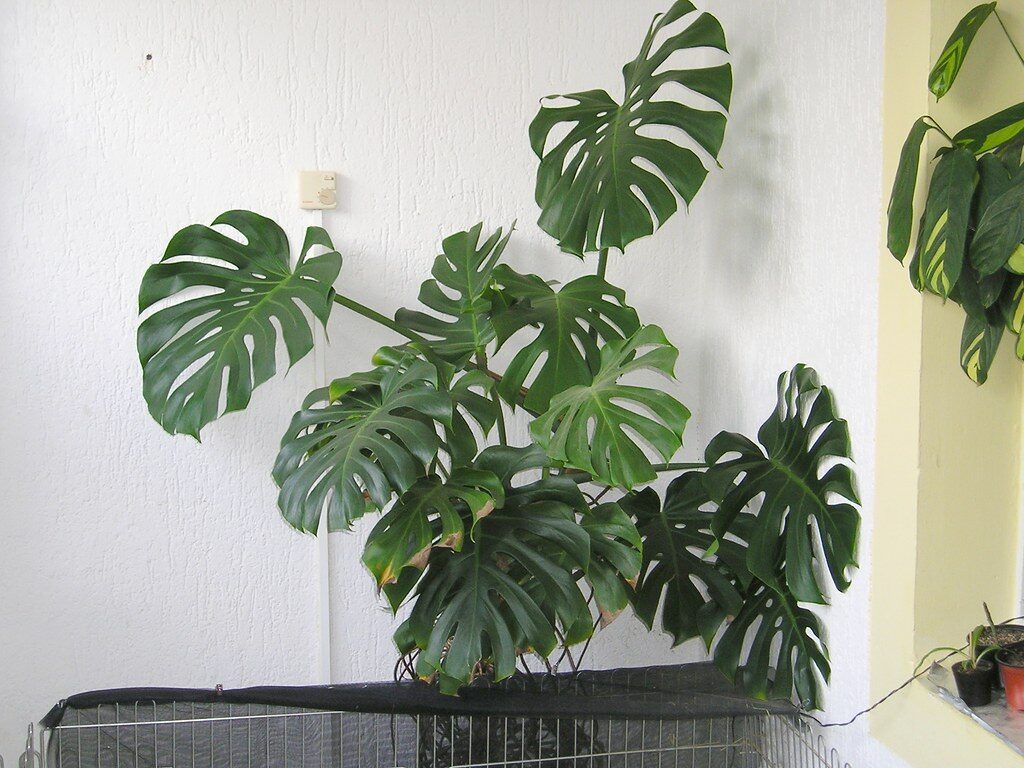 Monstera. Openverse nuotr.