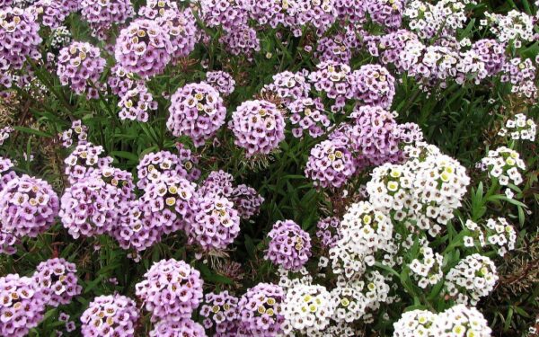 Šiltomis dienomis skleidžia medaus aromatą: gėlė, kurią verta pasodinti dar šiemet