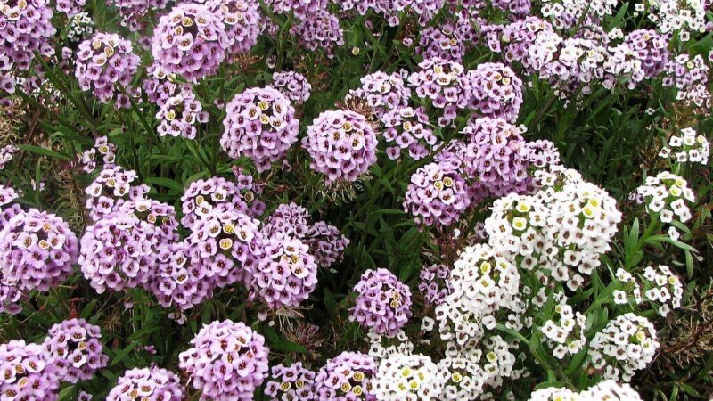 Šiltomis dienomis skleidžia medaus aromatą: gėlė, kurią verta pasodinti dar šiemet