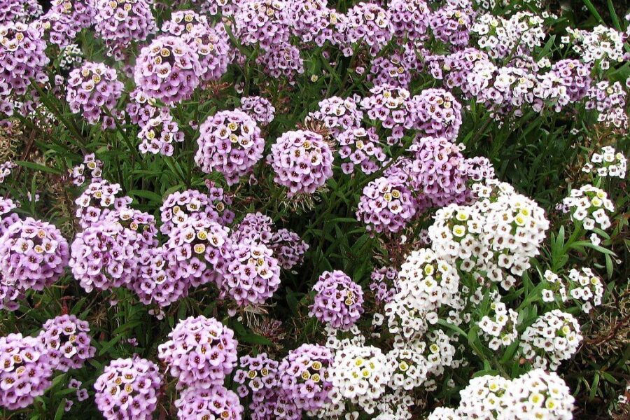 Šiltomis dienomis skleidžia medaus aromatą: gėlė, kurią verta pasodinti dar šiemet