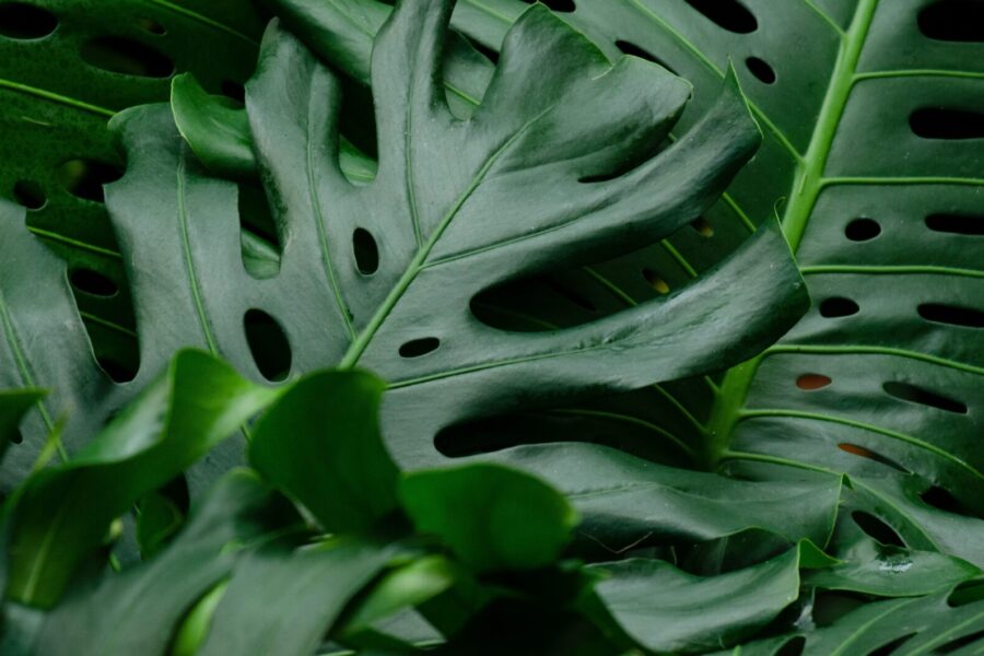 Monstera. Pexels nuotr.