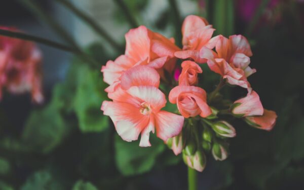 Pelargonijos žydės neregėtais žiedais: nemokama priemonė greitai atgaivins gėles
