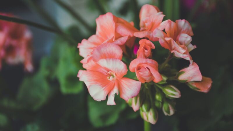 Pelargonijos žydės neregėtais žiedais: nemokama priemonė greitai atgaivins gėles