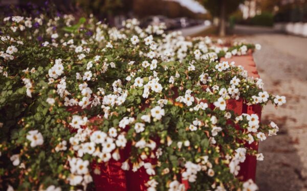 Pamirškite pelargonijas ir petunijas: ši įspūdinga gėlė papuoš kiekvieną balkoną