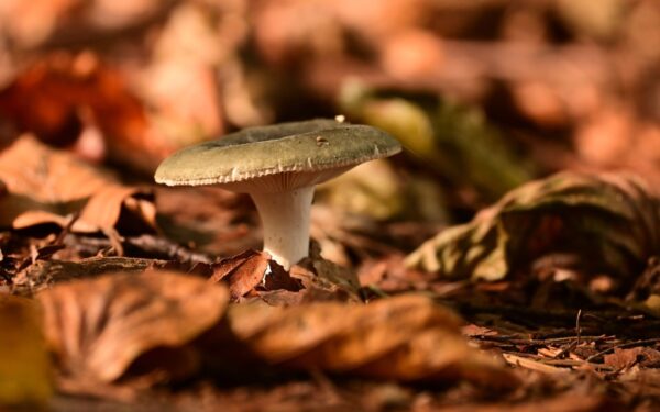Miškuose pasirodė vienas skaniausių grybų: svarbiausia nesupainioti su pavojingu antrininku
