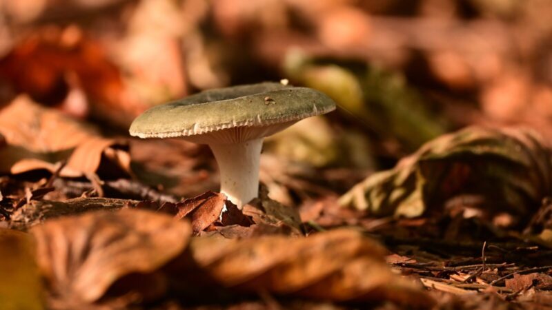 Miškuose pasirodė vienas skaniausių grybų: svarbiausia nesupainioti su pavojingu antrininku