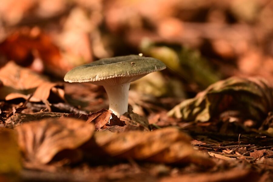 Miškuose pasirodė vienas skaniausių grybų: svarbiausia nesupainioti su pavojingu antrininku