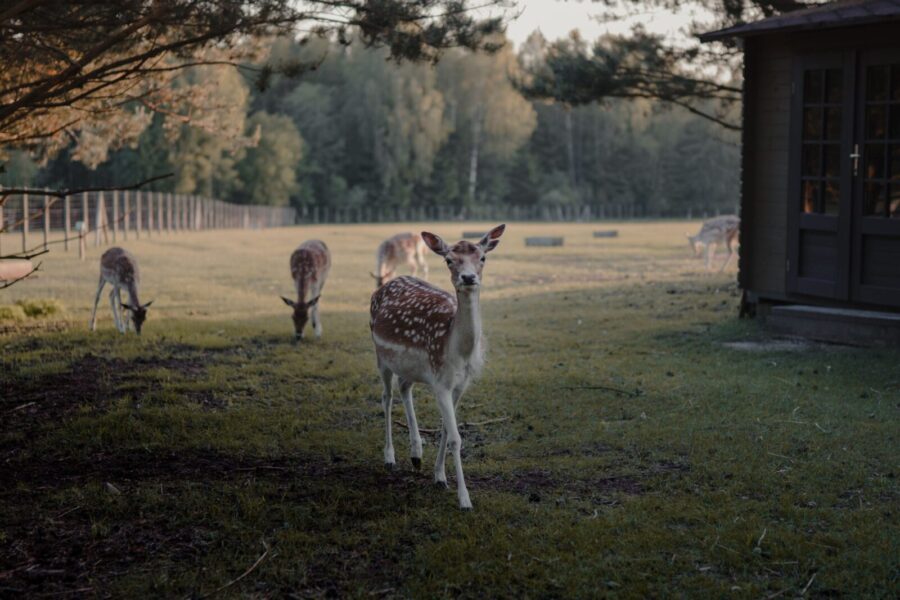Elniai neberado kelio lauk: Anglijoje saulės parkas tapo spąstais laukiniams gyvūnams