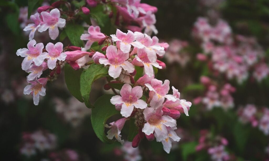 Vibrant pink flowers in full bloom with a soft, blurred background, captured up close.