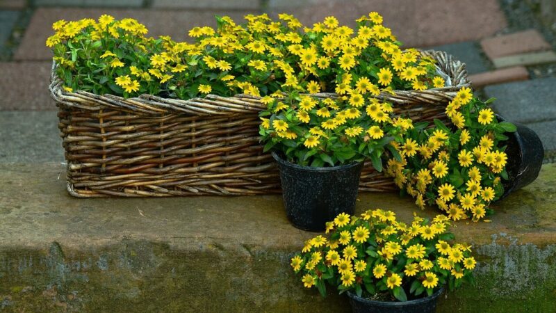 Miniatiūrinės saulėgrąžos balkone: saulę mėgstanti gėlė, kuri žydi nuo vasaros iki rudens
