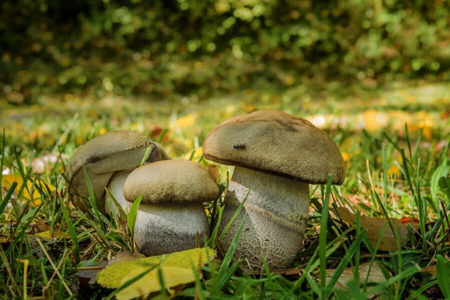 Kietasis raudonviršis. Pixabay nuotr.