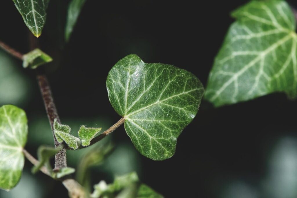 Gebenė. Pixabay nuotr.