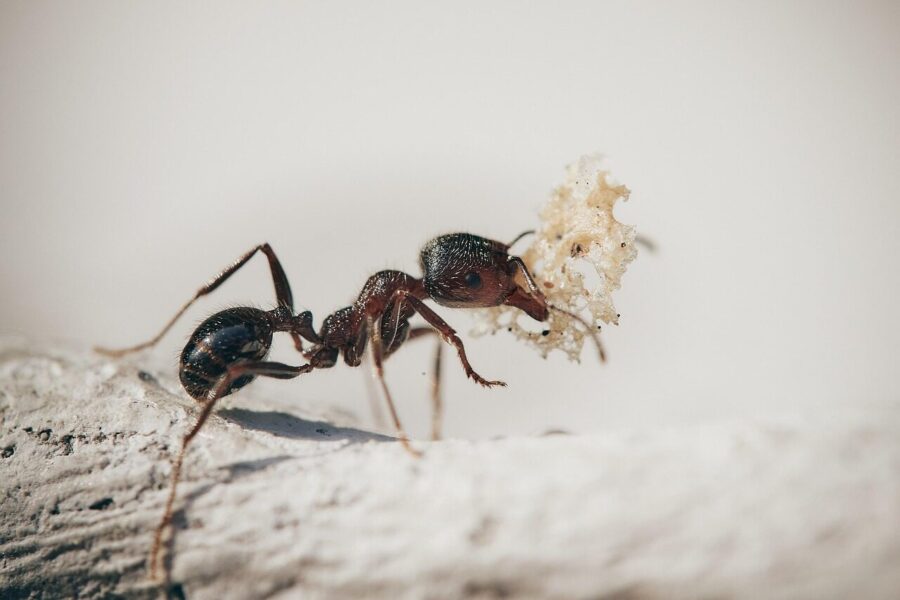 Skruzdėlės. Pixabay nuotr.