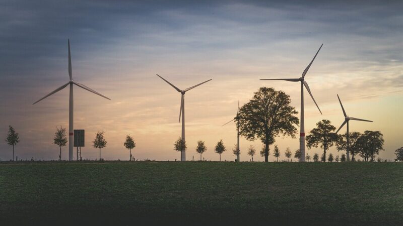 Žalioji energija turi netikėtą kainą: paaiškėjo, kodėl paukščiai gieda daug garsiau