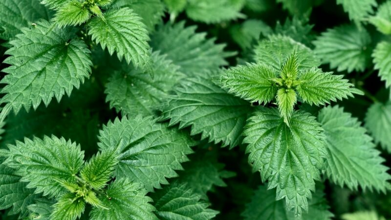 Norite apsaugoti augalus nuo ligų be chemijos? Išsivirkite šio paprasto pigaus skysčio