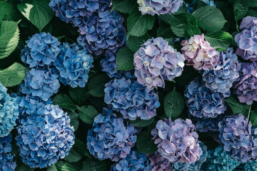 Hortenzijos. Unsplash nuotr.