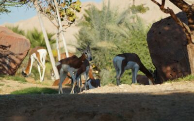 Simuliatorių gerbėjams puikios naujienos: paaiškėjo „Planet Zoo 2“ išleidimo data