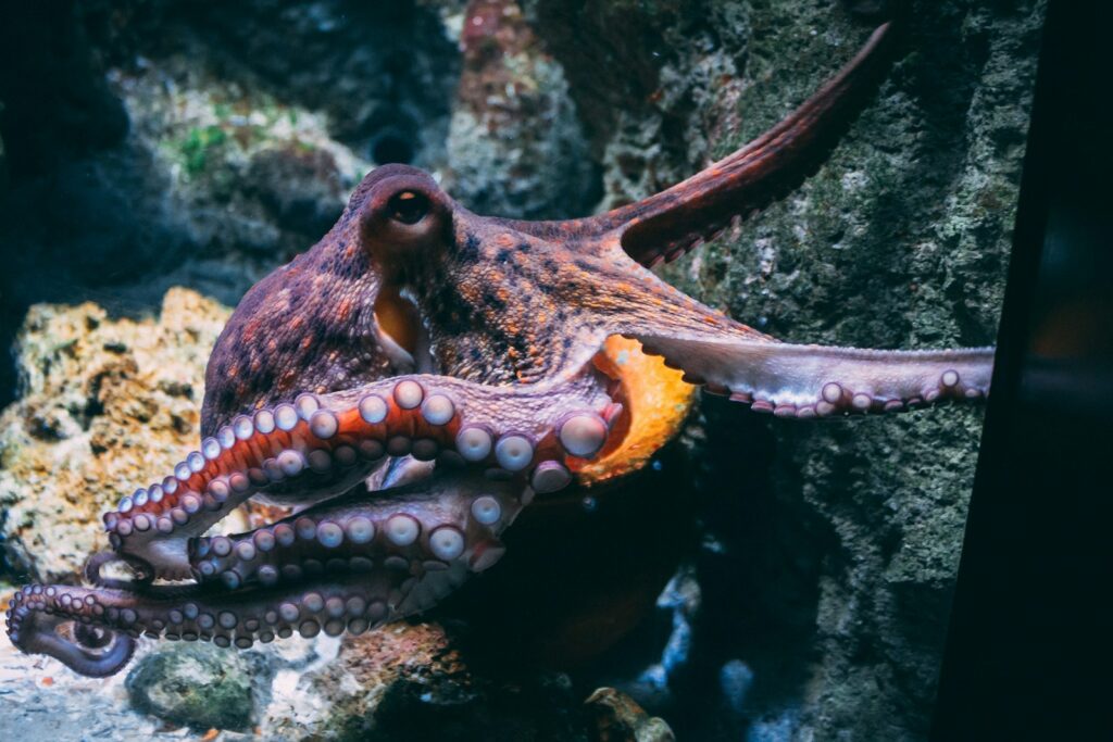 Aštuonkojis. Unsplash nuotr.