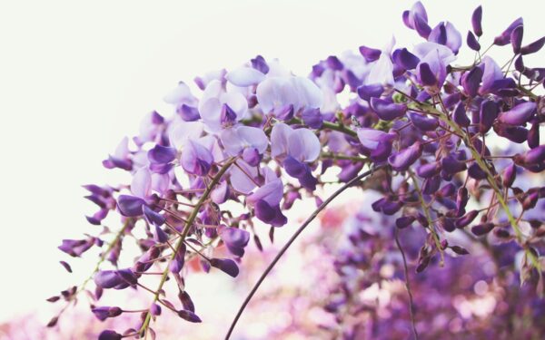 Bitės ir kamanės juos tiesiog dievina: 10 violetinių augalų, kurie puoš sodą nuo pavasario iki rudens