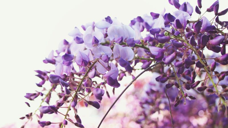 Bitės ir kamanės juos tiesiog dievina: 10 violetinių augalų, kurie puoš sodą nuo pavasario iki rudens