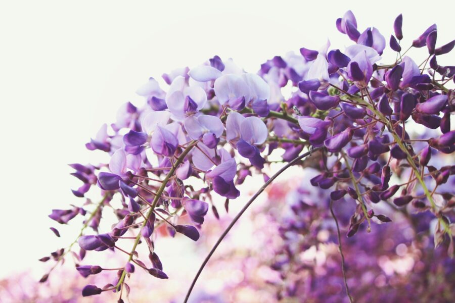 Bitės ir kamanės juos tiesiog dievina: 10 violetinių augalų, kurie puoš sodą nuo pavasario iki rudens