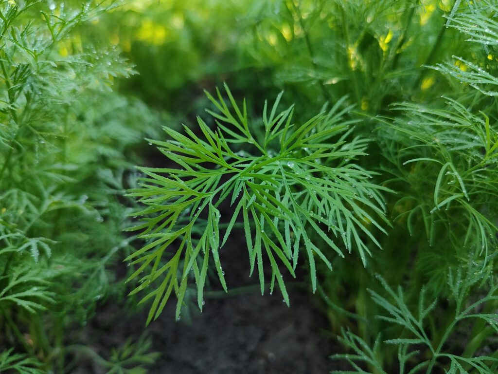 Krapai. Unsplash nuotr.